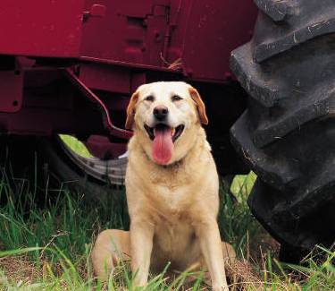 can dogs get sick from eating bird poop