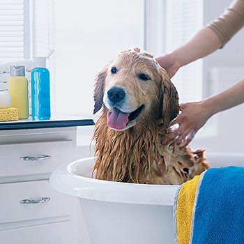 can 1 month old puppy take a bath