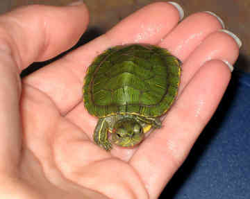 small turtles for sale