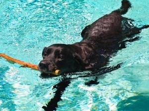 can dogs swim in chlorine pools