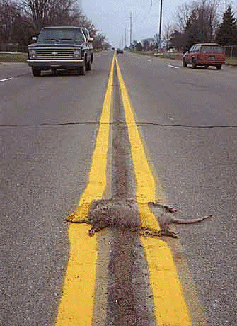 Image result for dead animal on road gif