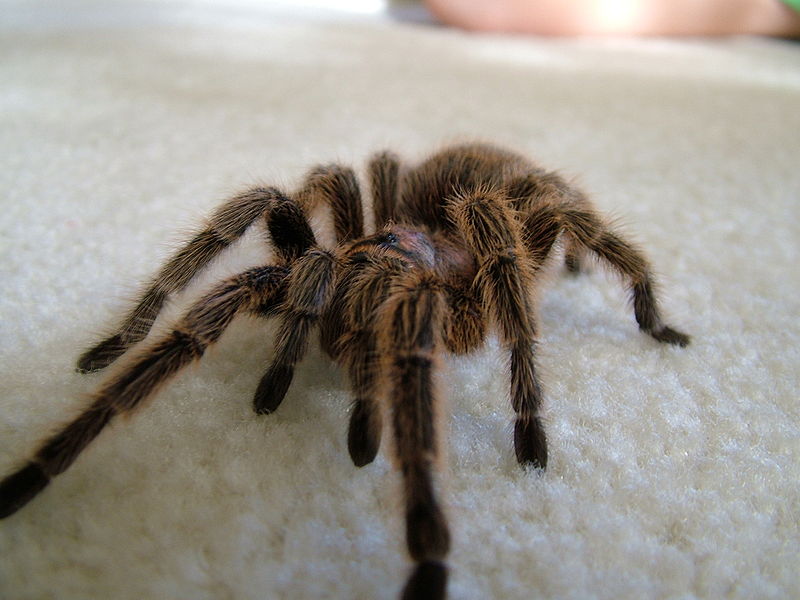 pet tarantulas bite