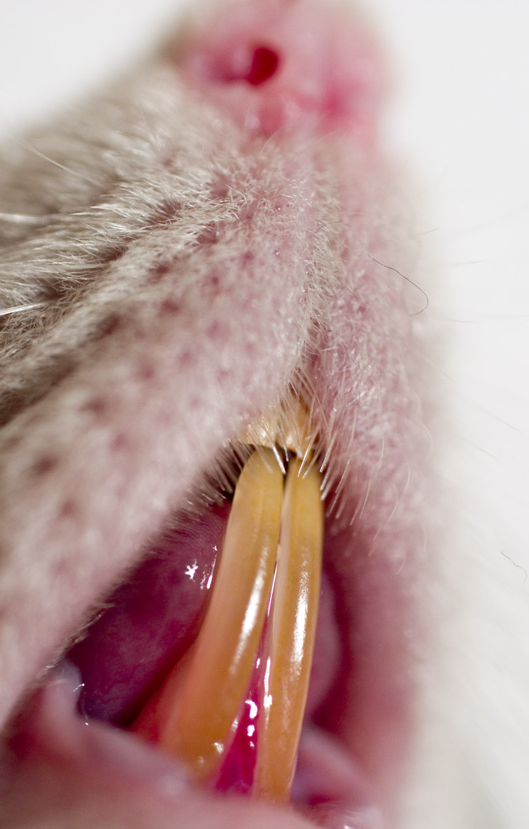 rat bite - streptobacillus moniliformis