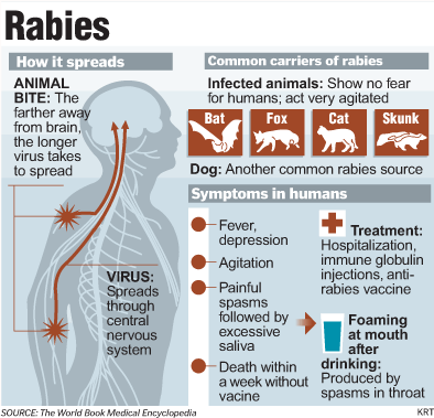 anti rabies vaccine cat bite