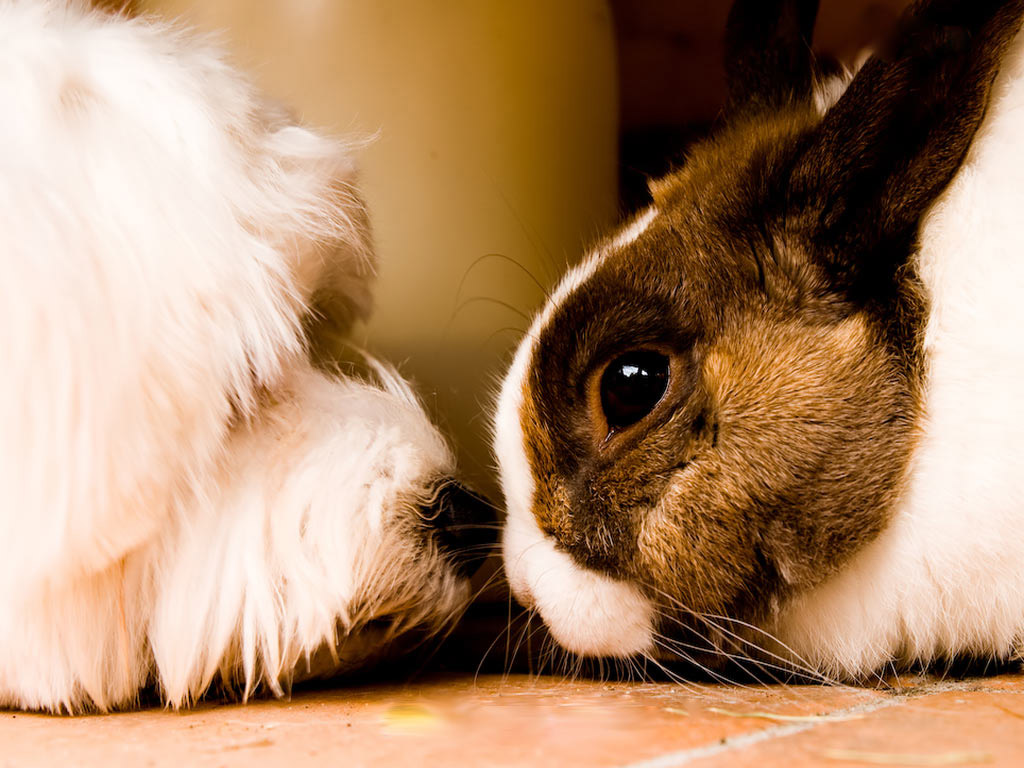 do dogs and rabbits get along