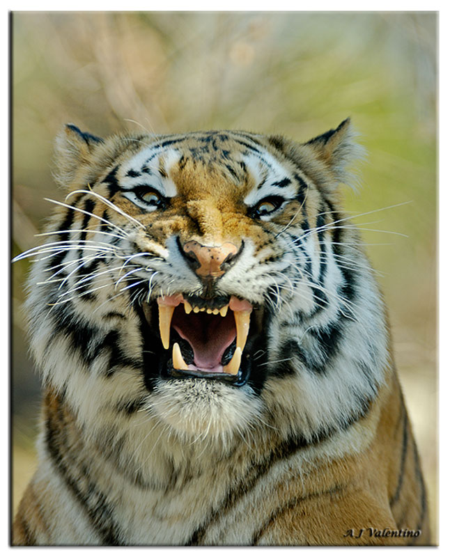 Tiger attack in Wisconsin | Worms & Germs Blog Tiger attack in Wisconsin | Worms & Germs Blog