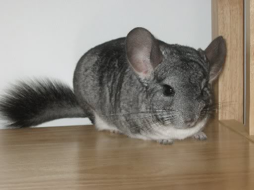 do chinchillas have health problems