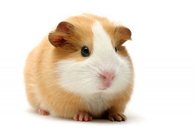 tea tree oil guinea pig