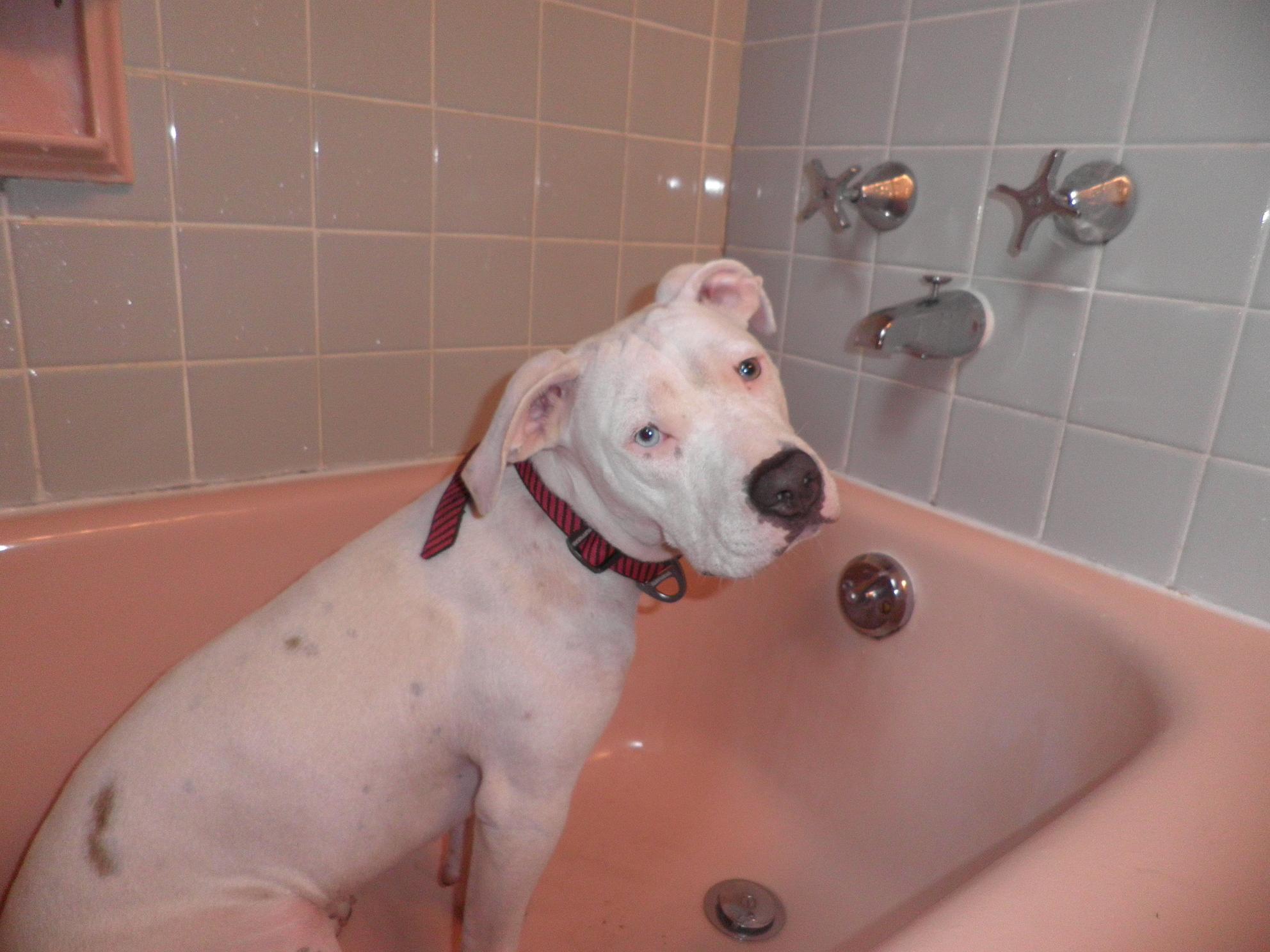 Dogs as a source of yeast infections Worms Germs Blog