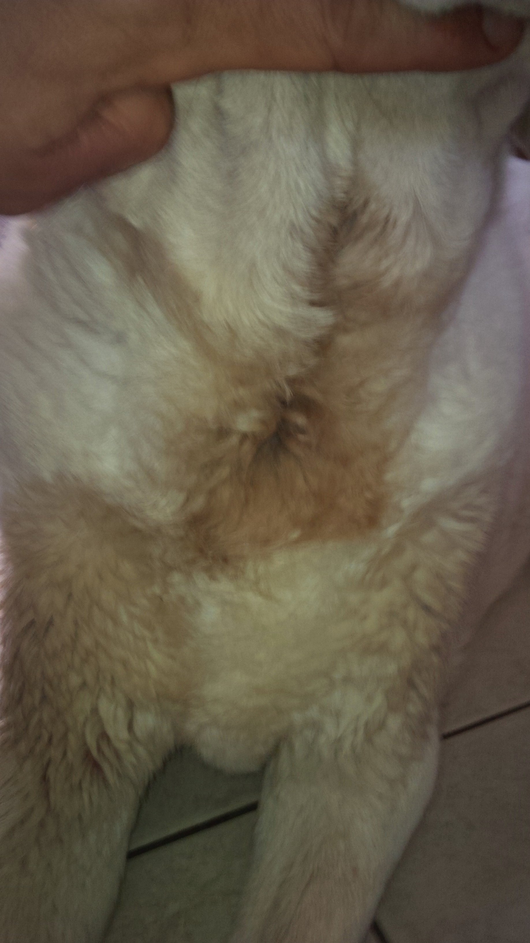 Hot spot under best sale tail