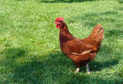Chicken diapers...even I couldn't make this one up | Worms & Germs Blog Chicken diapers...even I couldn't make this one up | Worms & Germs Blog