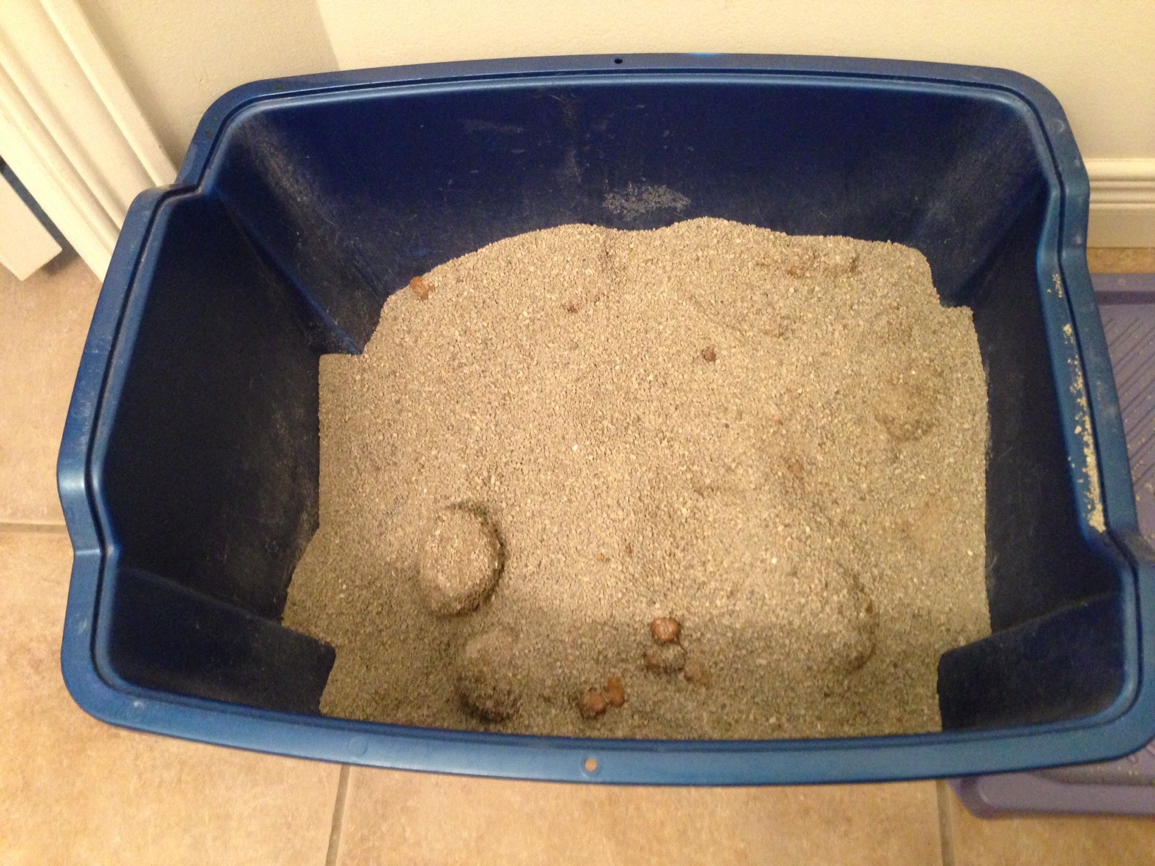 kitty litter and pregnancy