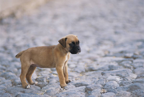 Can dogs get parvo from deals cat poop