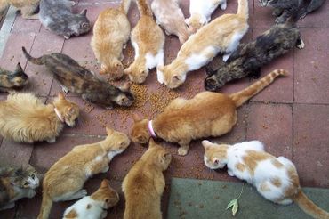 Cat hoarding and rabies | Worms & Germs Blog Cat hoarding and rabies | Worms & Germs Blog