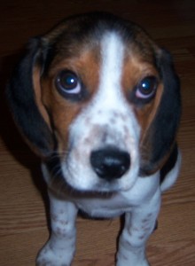 Beagle Pup