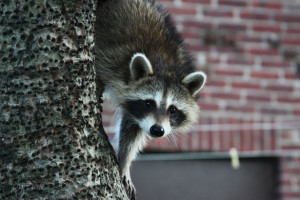 Raccoon on tree