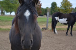 Horse in paddock