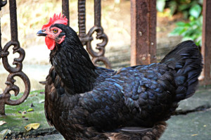 backyard chicken