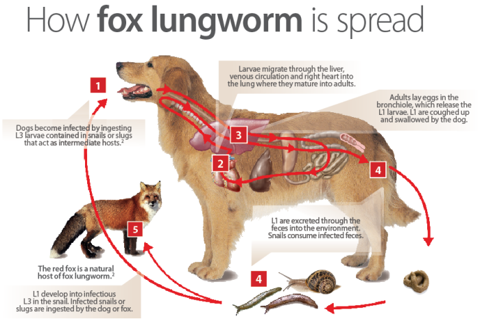 Fox Lungworm