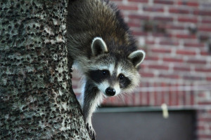 Backyard raccoon