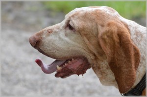 Dog tongue