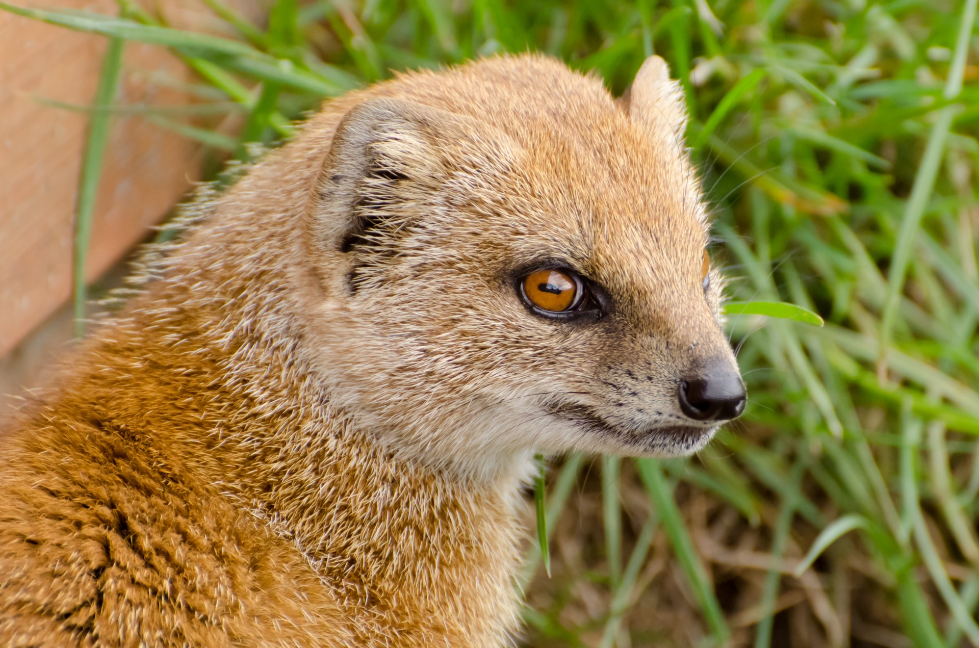 Rabies from a mongoose bite | Worms & Germs Blog Rabies from a mongoose bite | Worms & Germs Blog