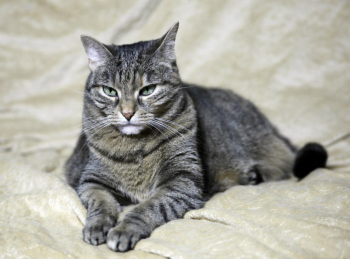 Cat on bed2