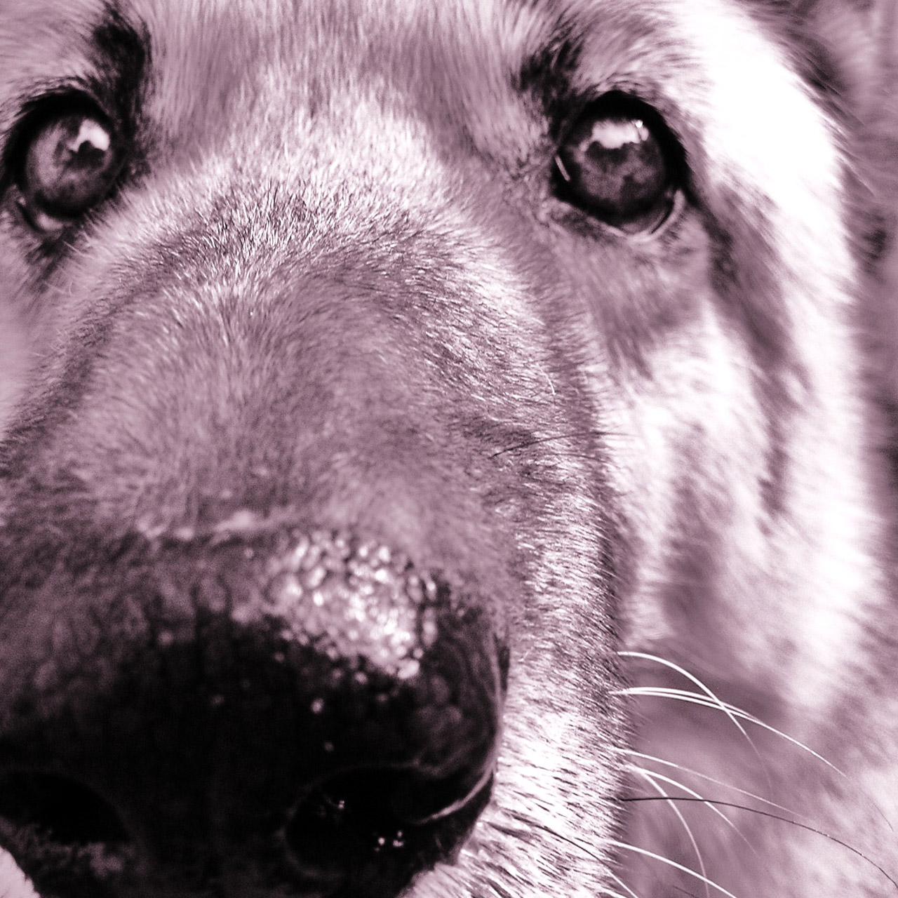 Herpes vaccine best sale for dogs