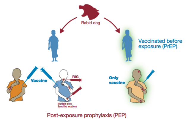 rabies after dog bite