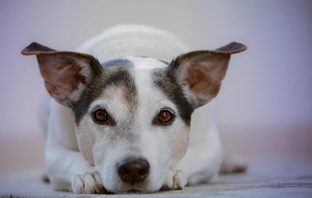 small dog crouched