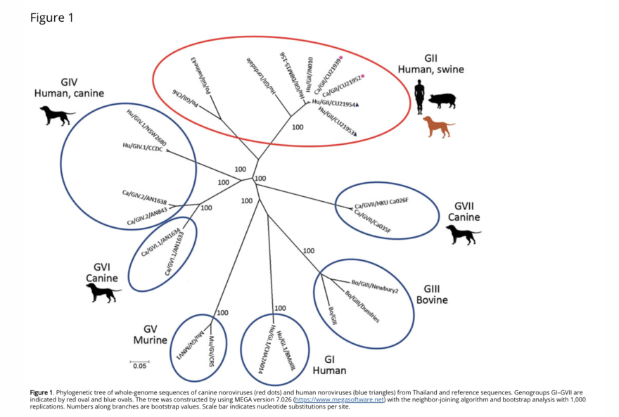 Human norovirus in dogs Worms & Germs Blog