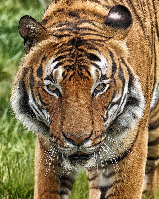 Tiger at NYC's Bronx Zoo tests positive for COVID-19