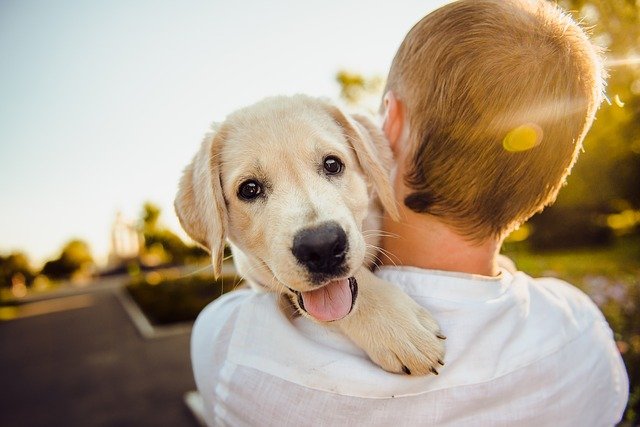 can dogs carry germs from person to person