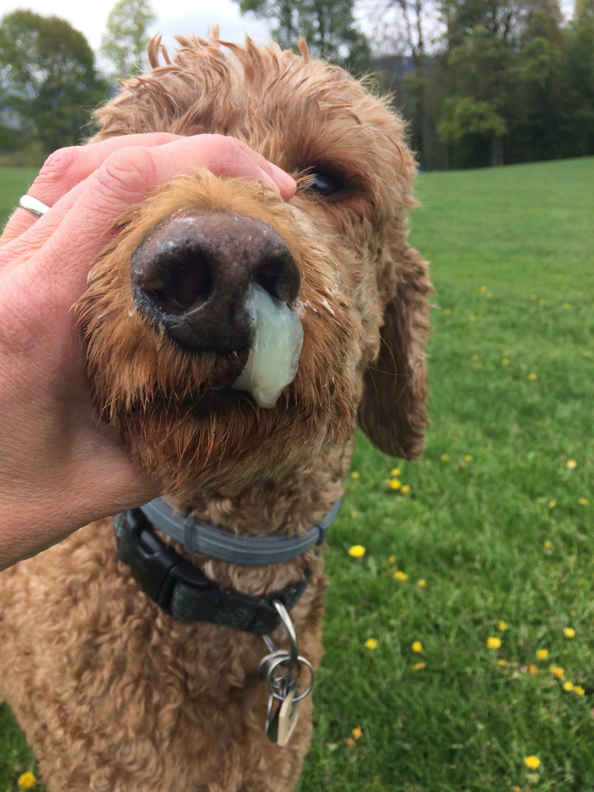 Sick Dog? Know How Long Should My Dog Quarantine With Kennel Cough