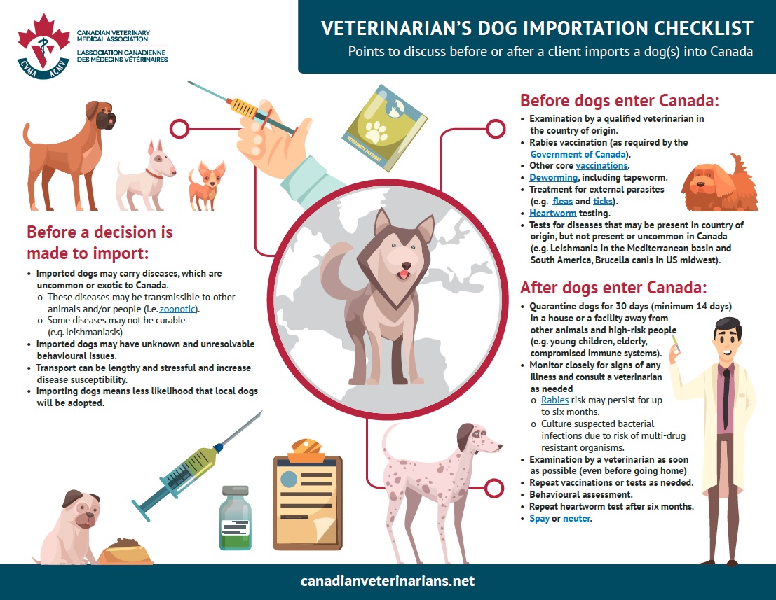 what happens if dog is not vaccinated