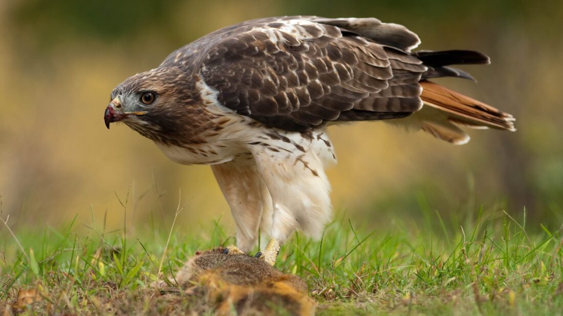 Bird seed recall Salmonella Worms & Germs Blog