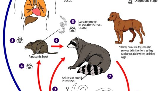 Cheyletiella online treatment dogs