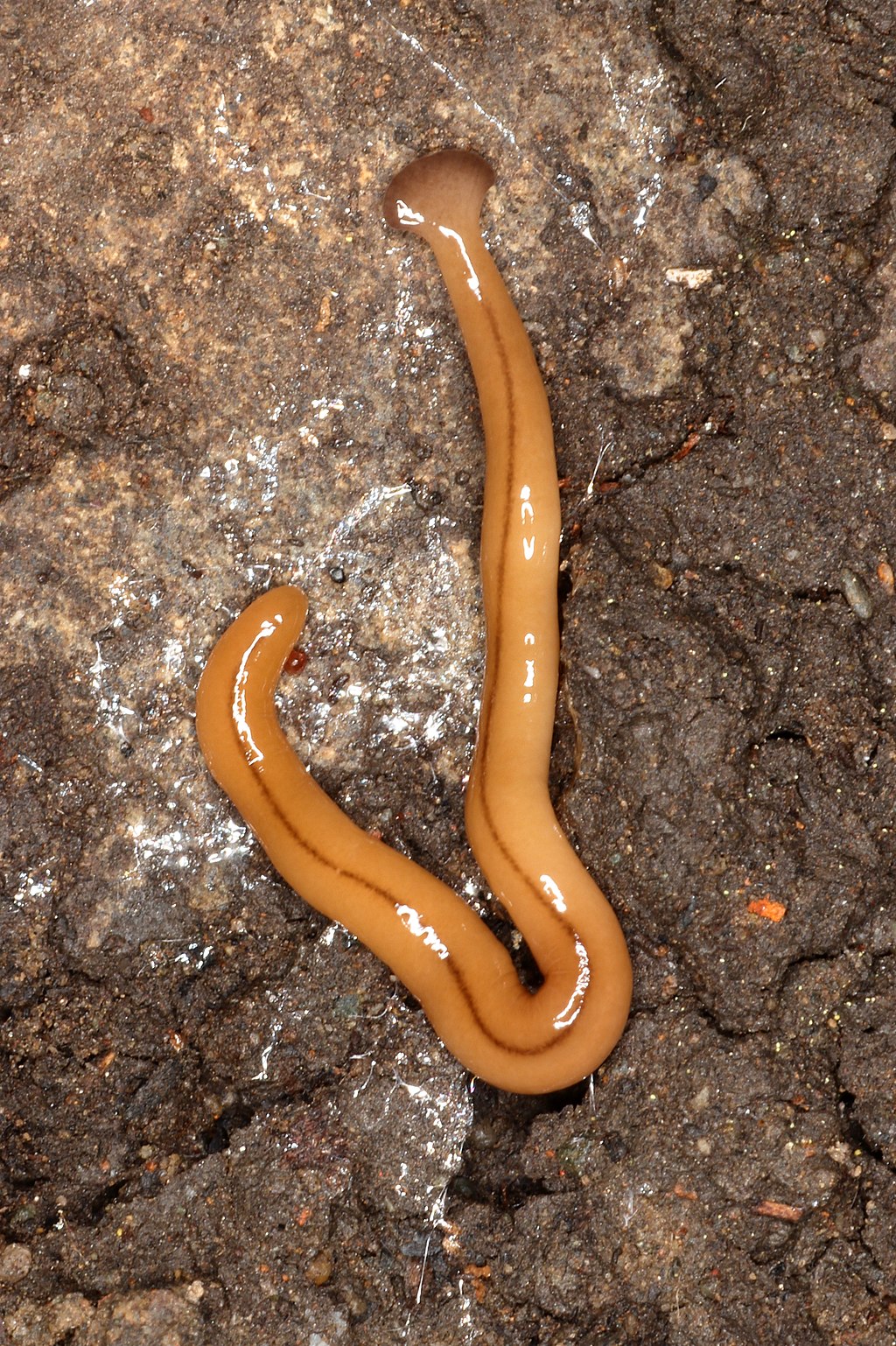 Treatment for flatworms in dogs discount