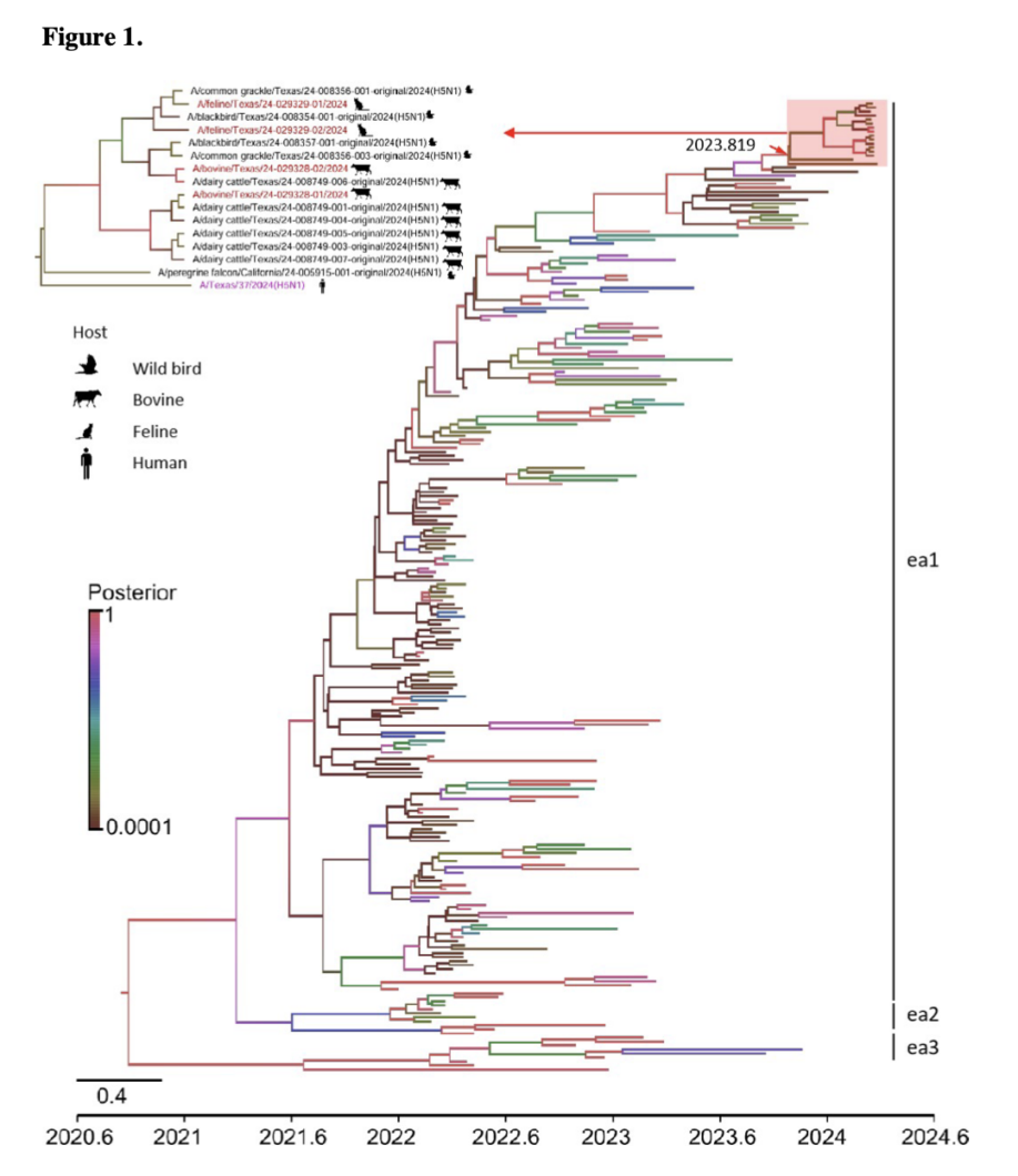 H5N1 Avian Flu in Dairy Cattle, Texas: New Pre-Print Data | Worms ...