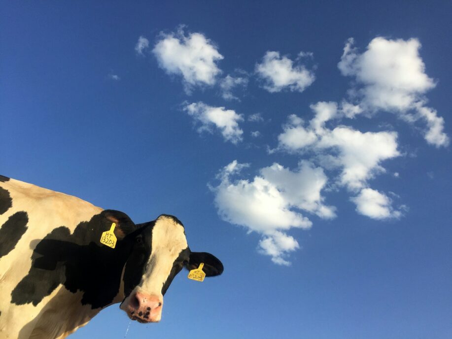 Update: H5N1 Avian Flu in Dairy Cattle (May 3) | Worms & Germs Blog