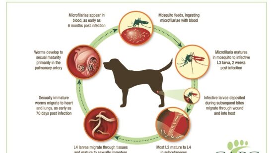 800x600-CAPC-Heartworm-Lifecycle