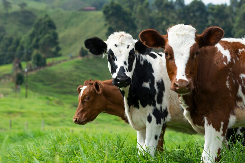 H5N1 Flu in Nevada Dairy Cattle: What’s the Concern? | Worms & Germs Blog